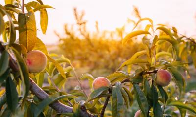 Consultoria Técnica em Fruticultura