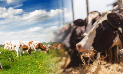 Curso Nutrição de Vacas em Lactação