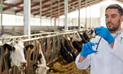 Serviço de Teste de Tuberculose Bovina