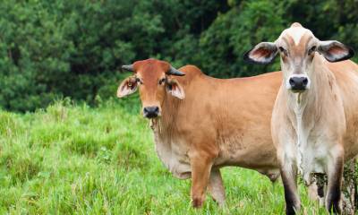 Curso Nutrição de Gado Leiteiro