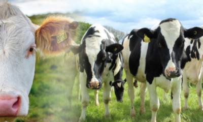 Controle de Carrapatos e Tristeza Parasitária Bovina