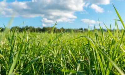 Curso Produção de Forragens Para o Gado Leiteiro