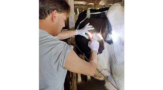 Manejo reprodutivo eficiente de vacas leiteiras é fundamental para o sucesso da produção nas propriedades