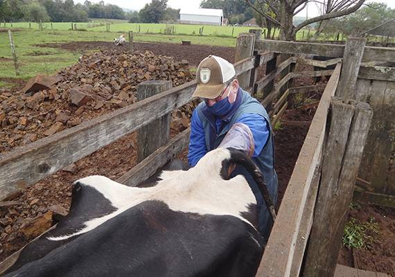 A rotina de trabalho de um técnico em inseminação artificial em bovinos