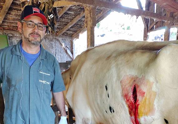 A importância do trabalho veterinário na atividade leiteira