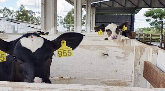 Cuidados com bezerras e novilhas determinam as futuras vacas leiteiras, destaca associada da Unitec